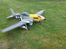 p51fms lasq